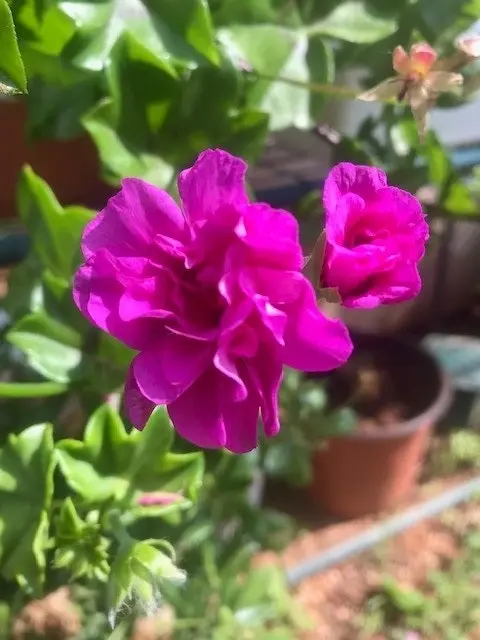 Ivy Geranium 'Lavender Girl'  Cuttings or Potted