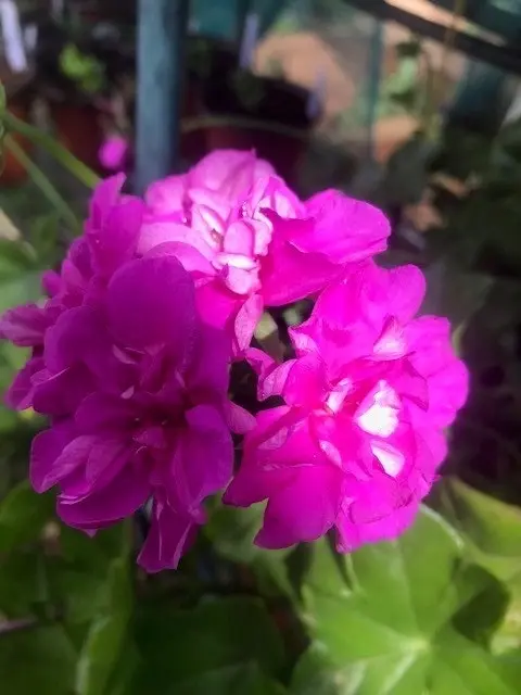 Ivy Geranium 'Lavender Girl'  Cuttings or Potted