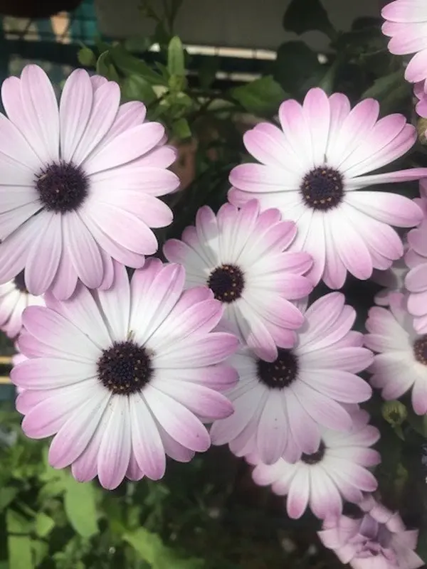 Osteospermum White Pink Blush (African Daisy) Cuttings or Potted