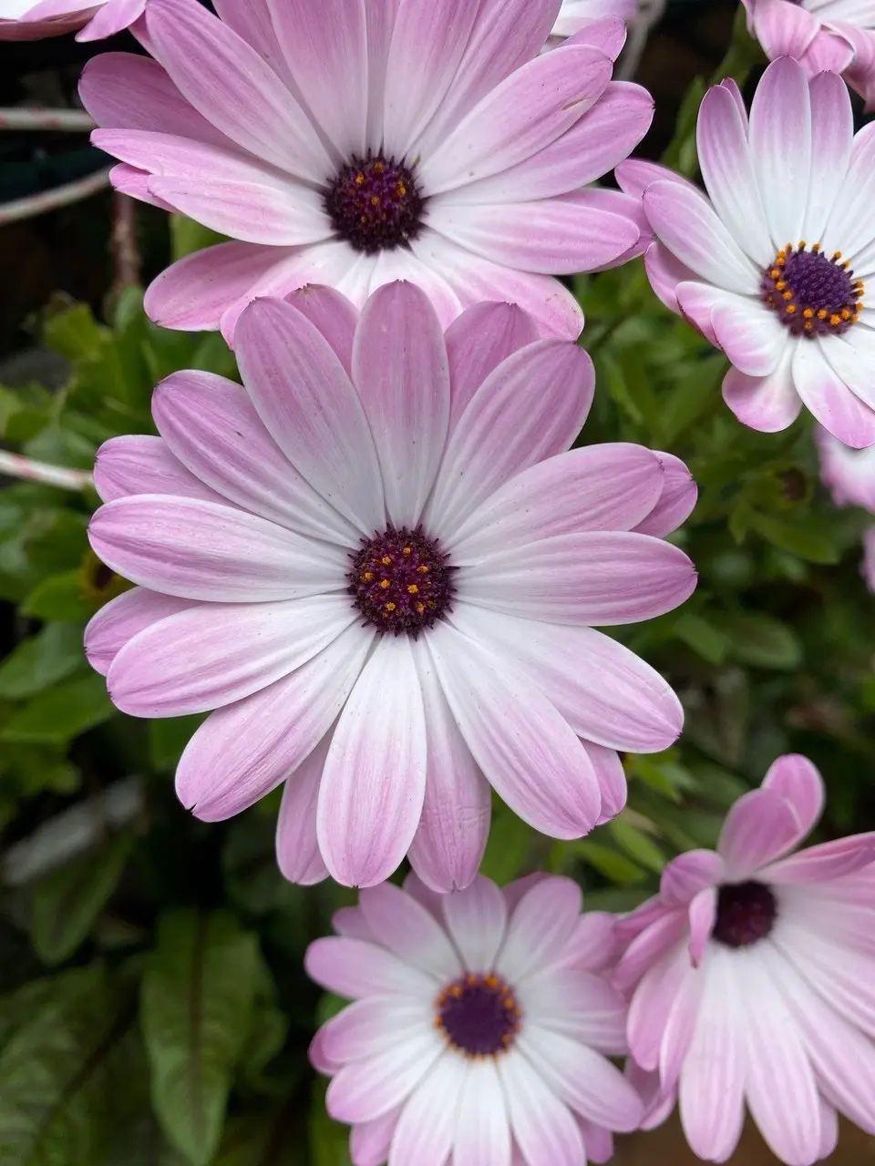 Osteospermum White Pink Blush (African Daisy) Cuttings or Potted