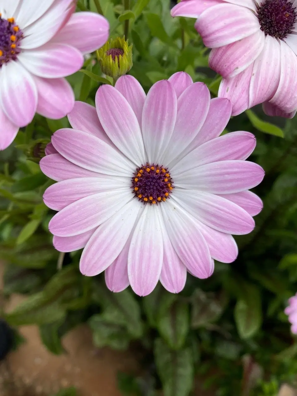 Osteospermum White Pink Blush (African Daisy) Cuttings or Potted