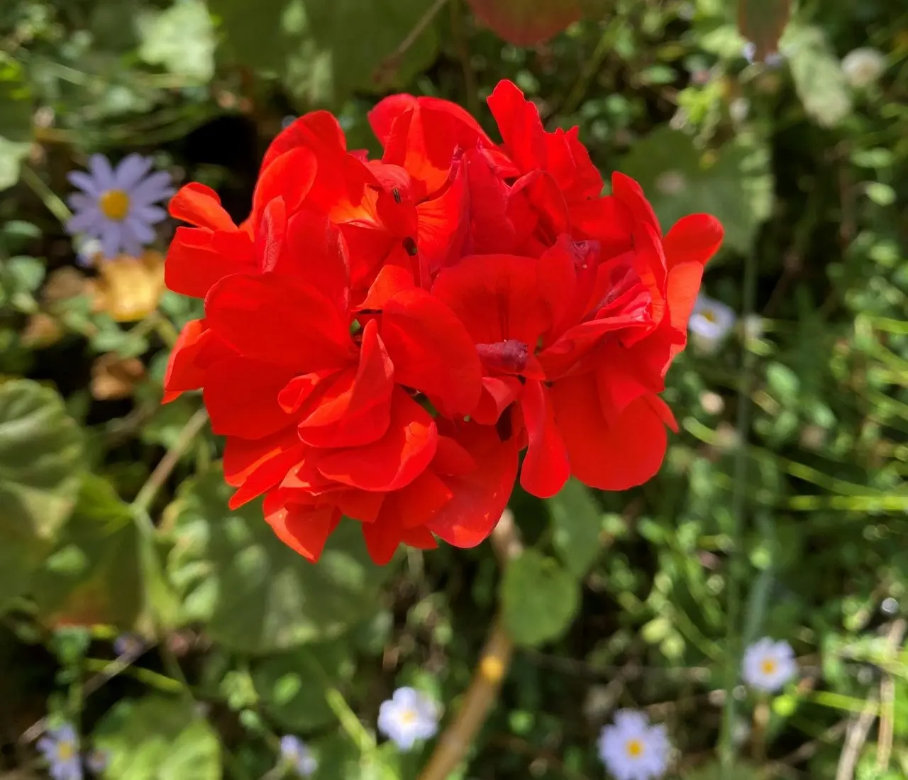 Geranium Classic Red,  tube stock or Potted