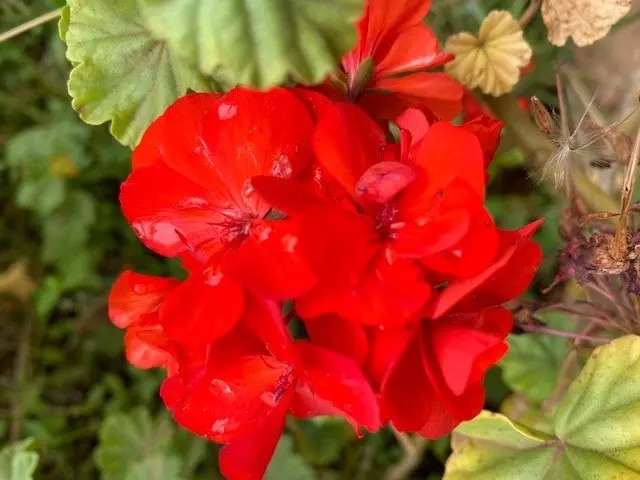 Geranium Classic Red,  tube stock or Potted