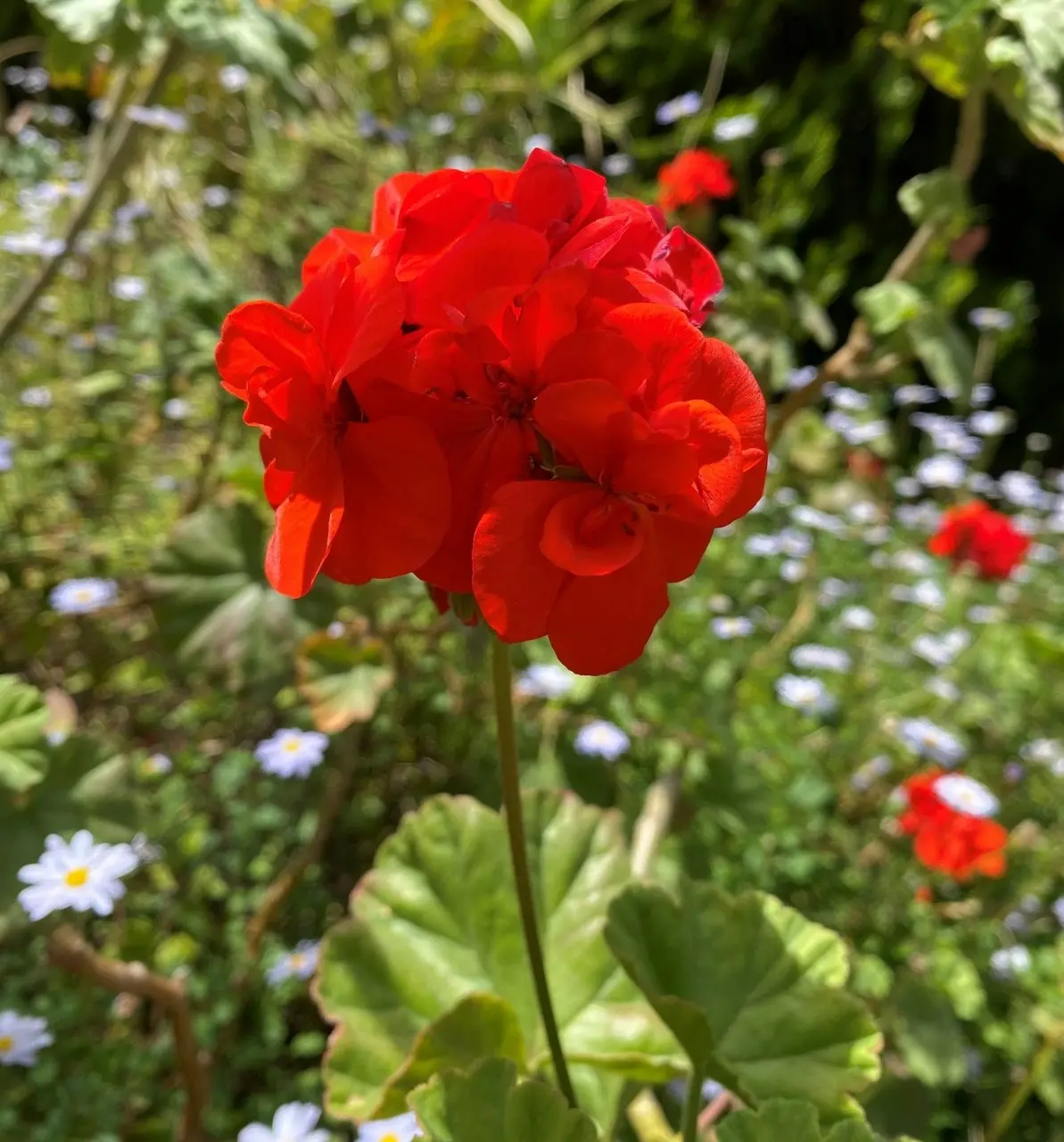 Geranium Classic Red,  tube stock or Potted