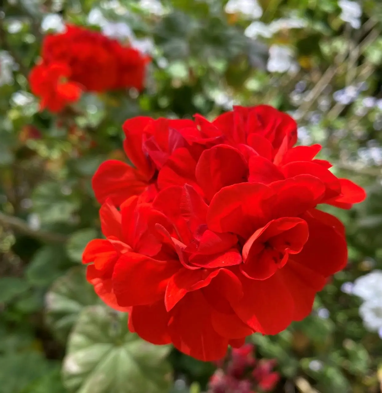 Geranium Classic Red,  tube stock or Potted