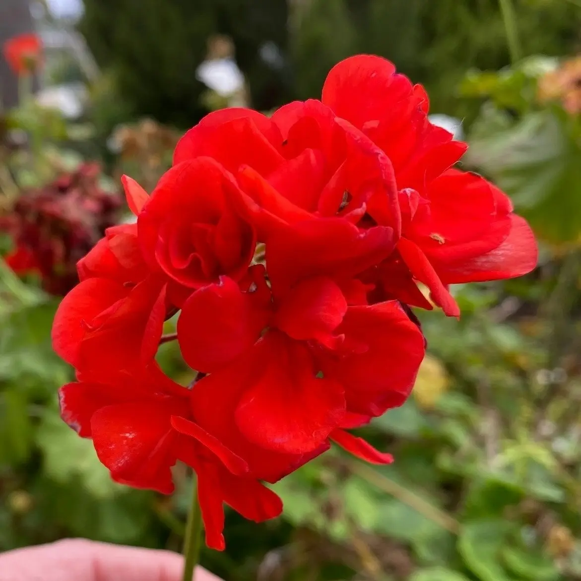 Geranium Classic Red,  tube stock or Potted