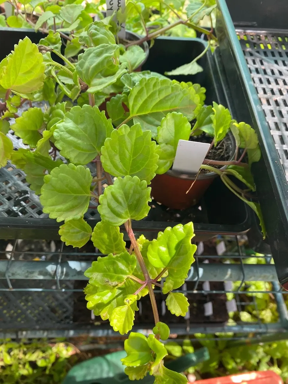 Swedish Ivy House Plant tube stock or potted