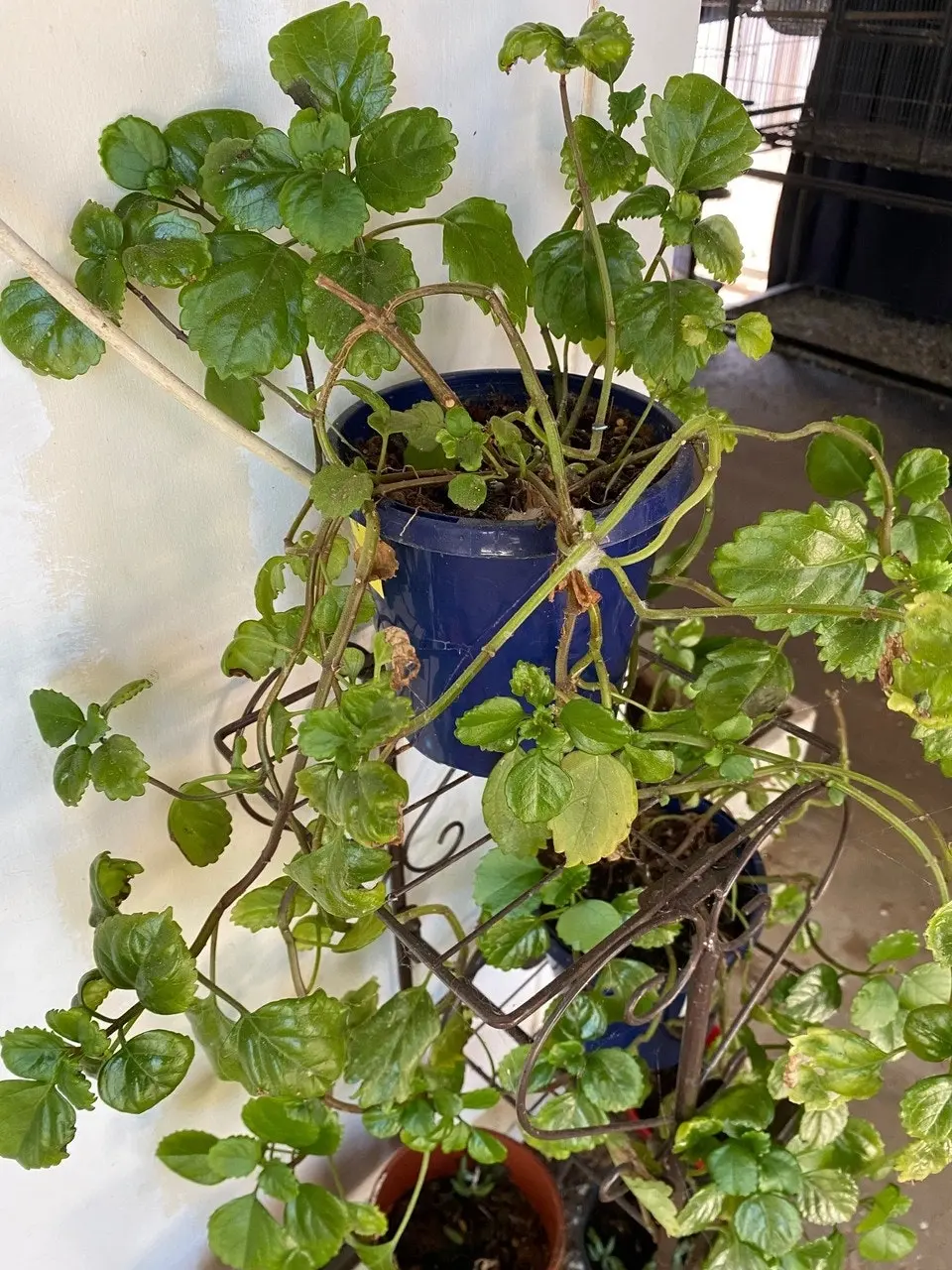 Swedish Ivy House Plant tube stock or potted