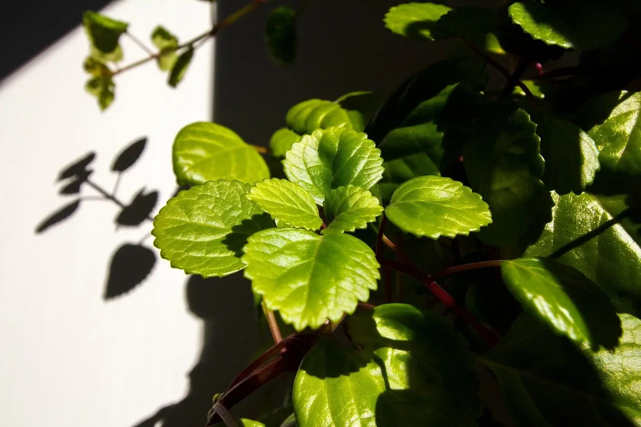 Swedish Ivy House Plant tube stock or potted