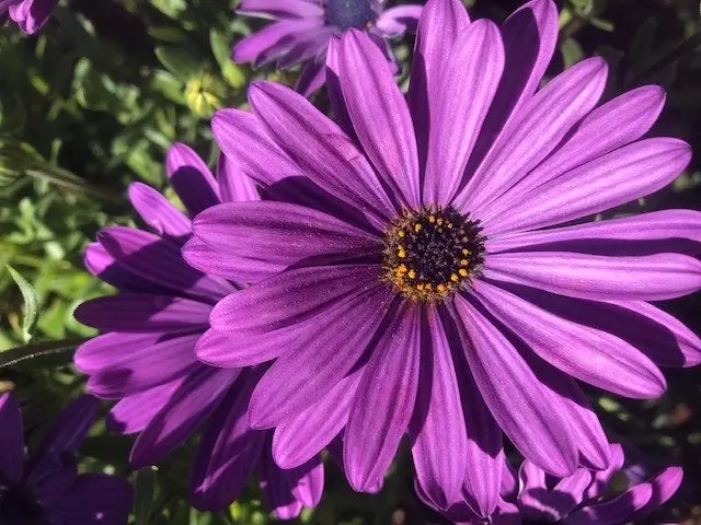 Osteospermum Afrikaan Amethyst (African Daisy)..