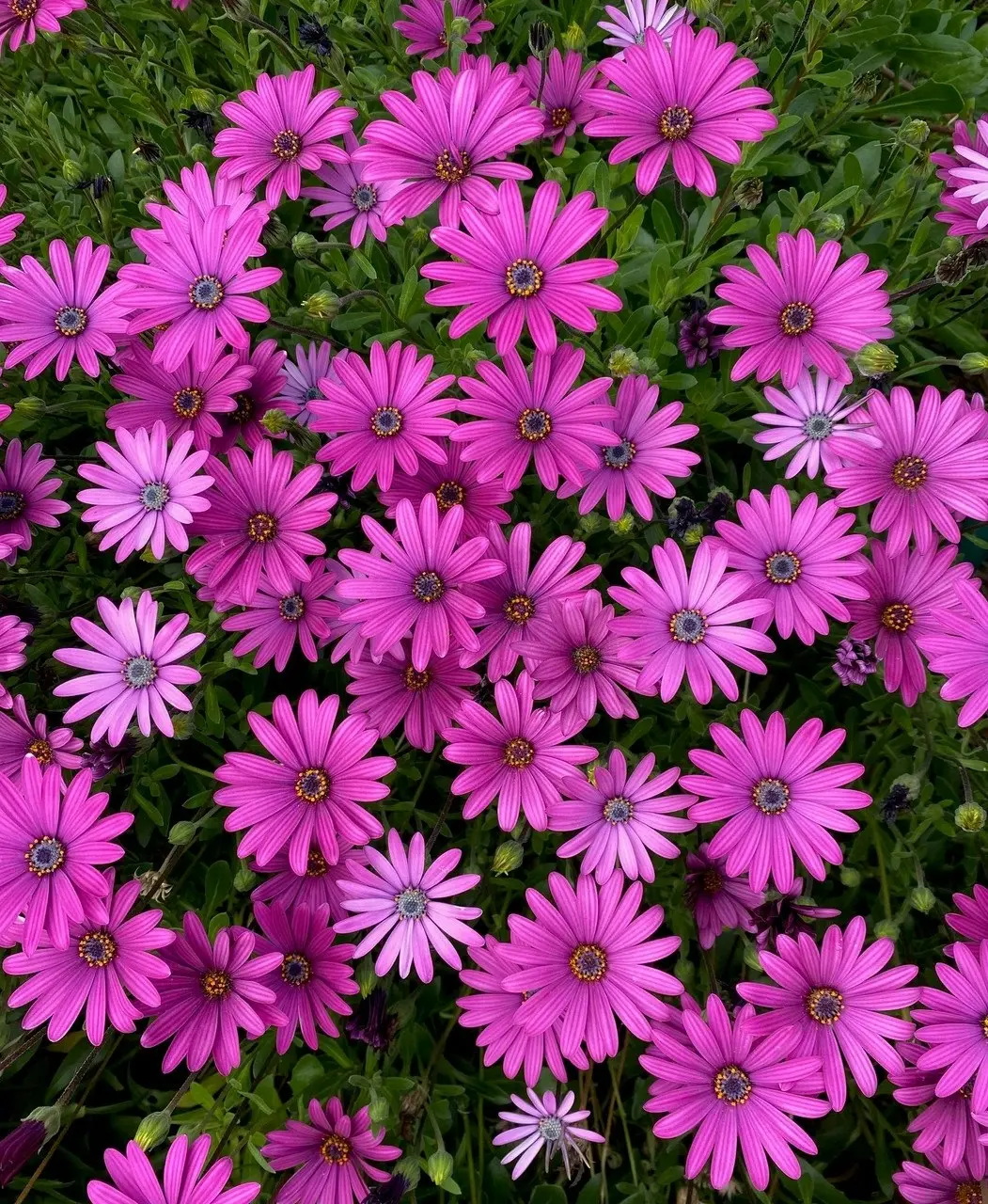 Osteospermum Afrikaan Amethyst (African Daisy)..