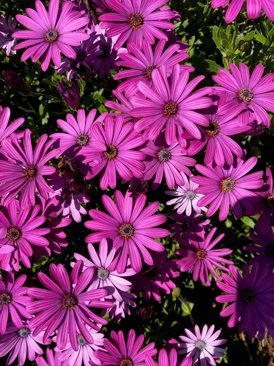 Osteospermum Afrikaan Amethyst (African Daisy)..