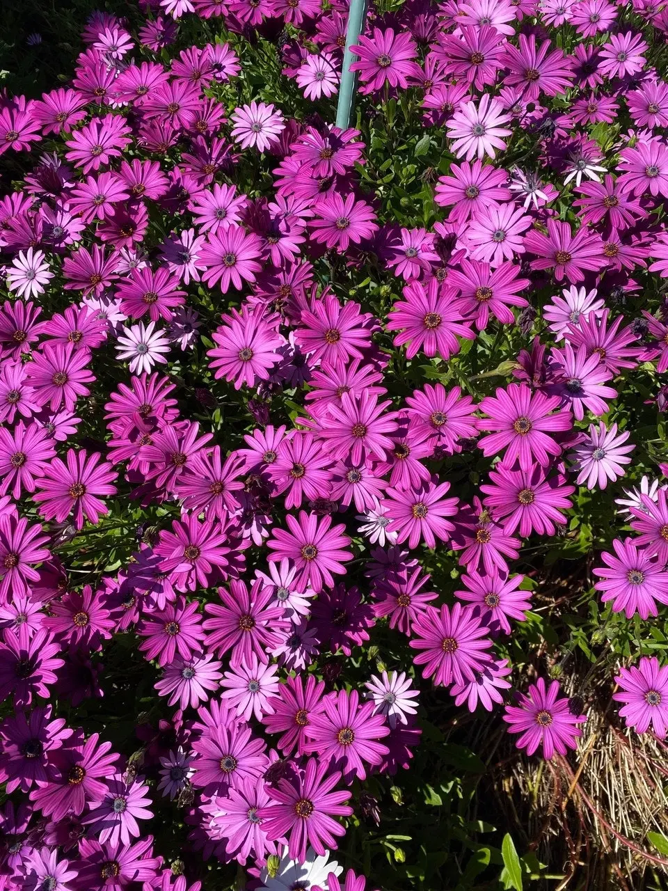 Osteospermum Afrikaan Amethyst (African Daisy)..