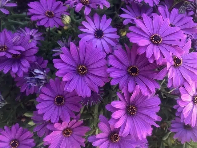 Osteospermum Elite Blue (African Daisy) cuttings or potted