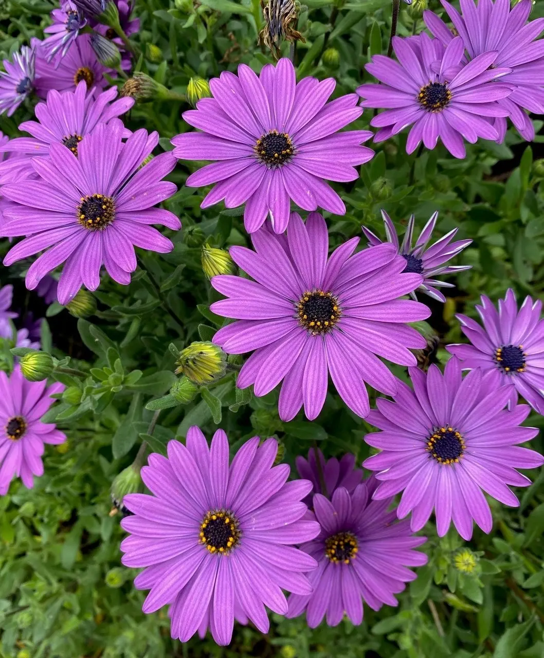 Osteospermum Elite Blue (African Daisy) cuttings or potted