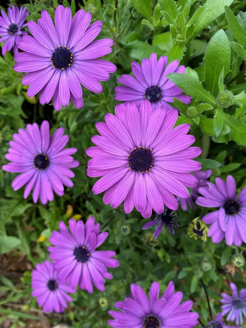 Osteospermum Elite Blue (African Daisy) cuttings or potted