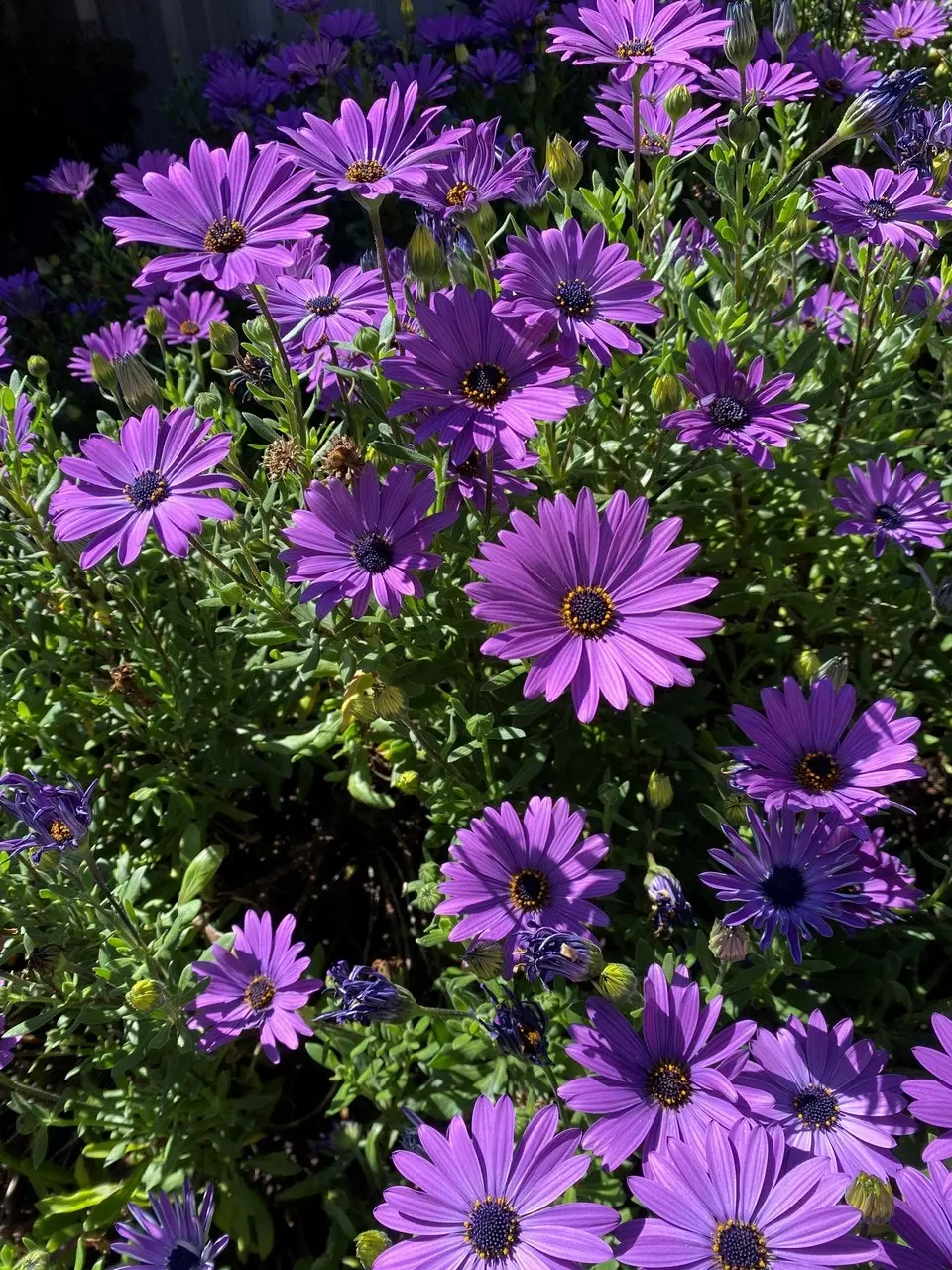 Osteospermum Elite Blue (African Daisy) cuttings or potted