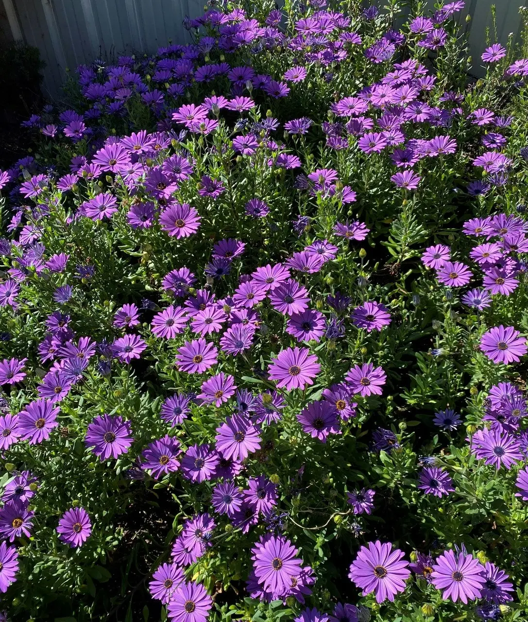 Osteospermum Elite Blue (African Daisy) cuttings or potted