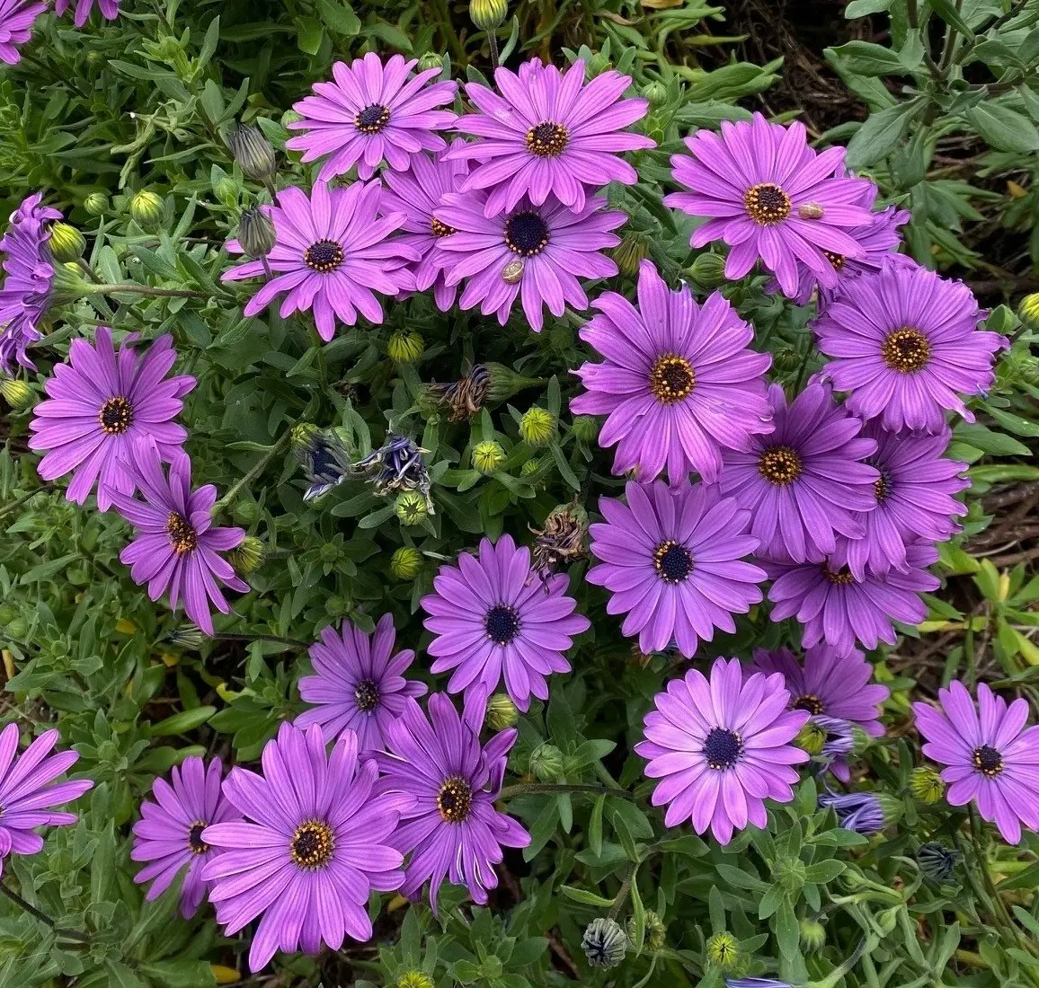 Osteospermum Elite Blue (African Daisy) cuttings or potted