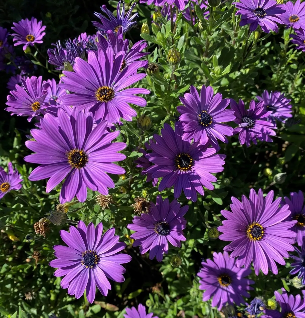 Osteospermum Elite Blue (African Daisy) cuttings or potted