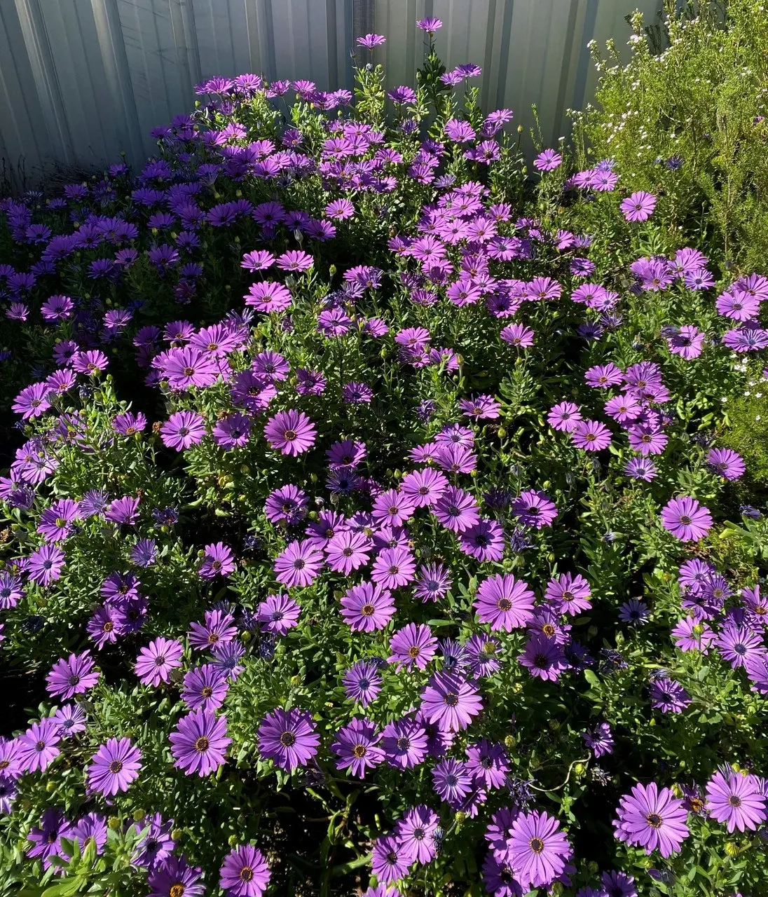 Osteospermum Elite Blue (African Daisy) cuttings or potted