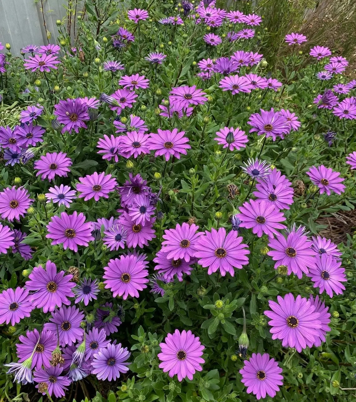 Osteospermum Elite Blue (African Daisy) cuttings or potted