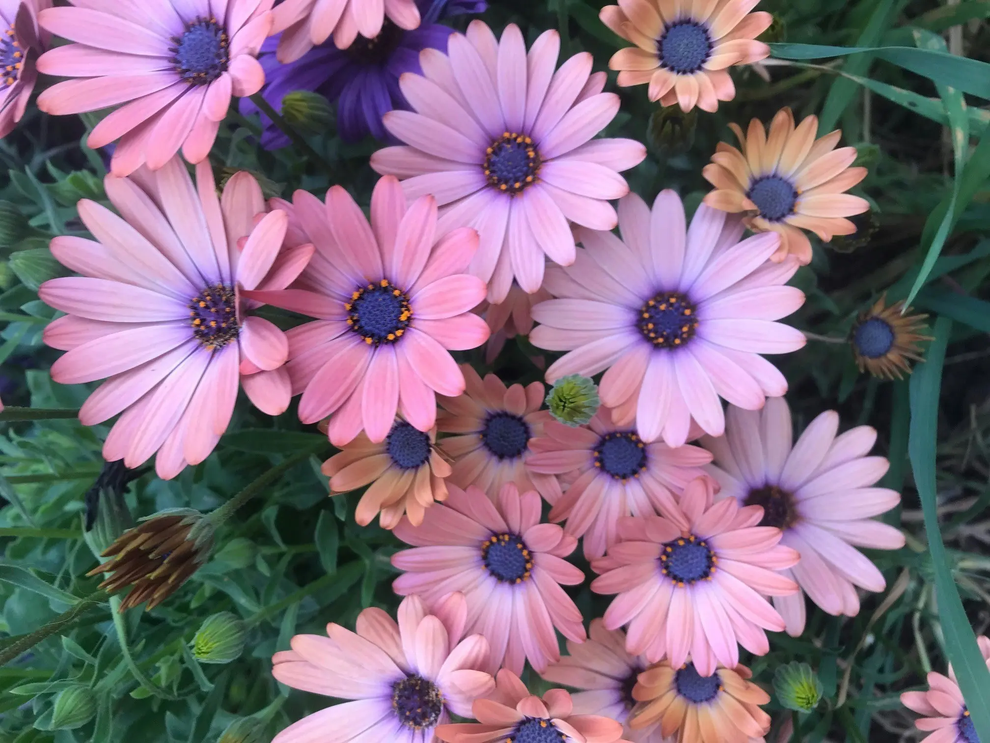 Osteospermum Serenity Rose Magic Cuttings or Potted..