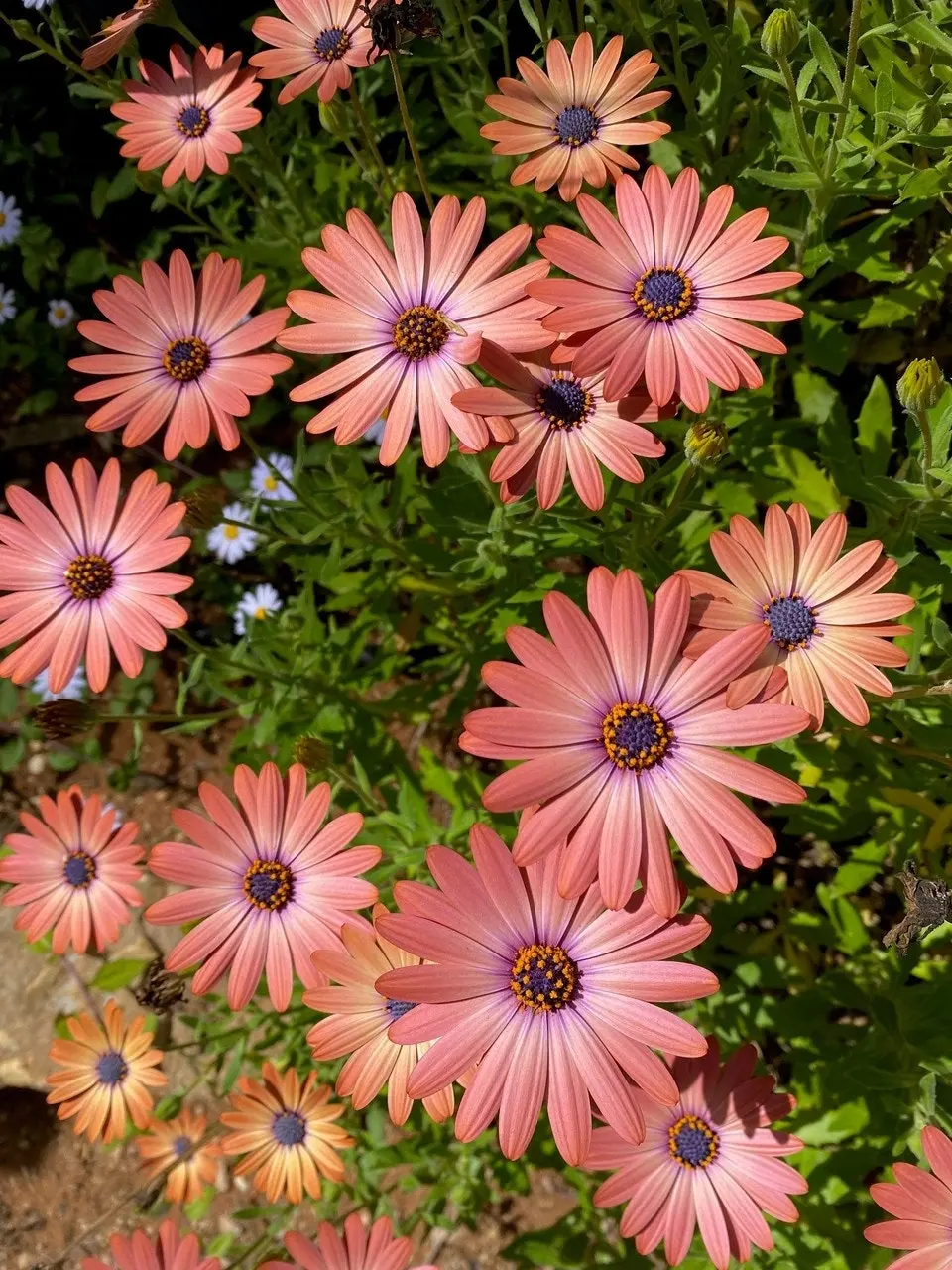 Osteospermum Serenity Rose Magic Cuttings or Potted..