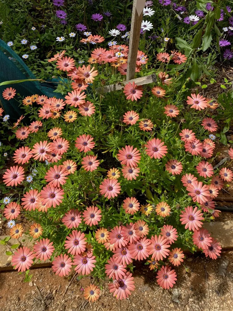 Osteospermum Serenity Rose Magic Cuttings or Potted..