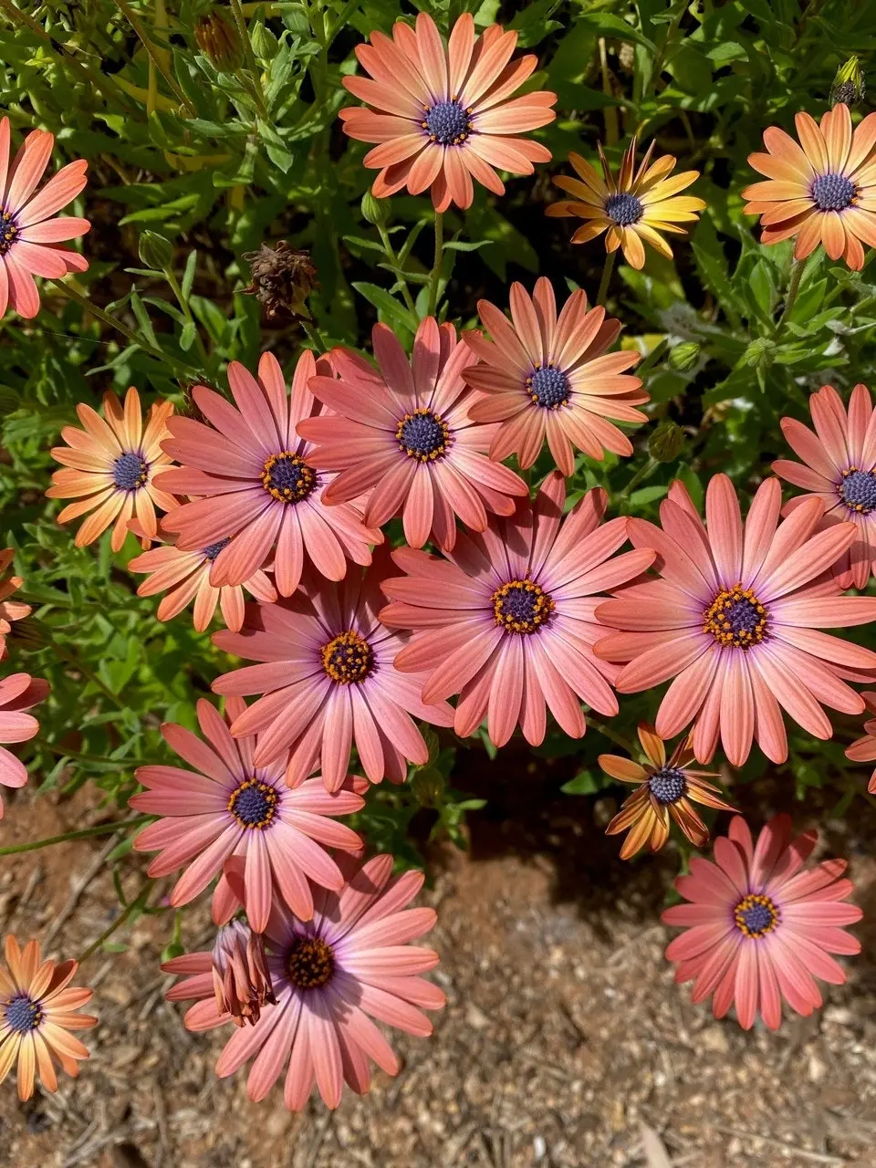 Osteospermum Serenity Rose Magic Cuttings or Potted..