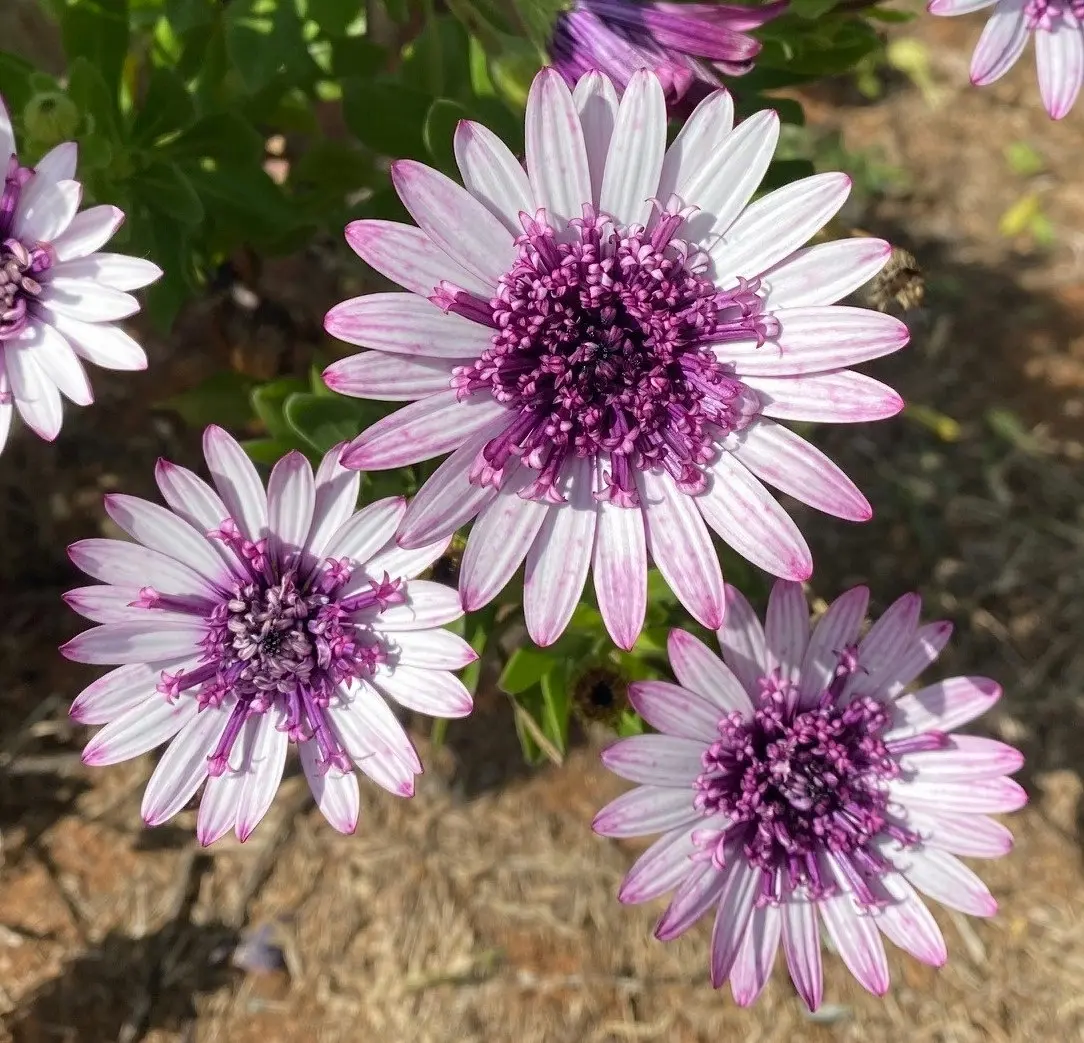 Osteospermum Berry White (African Daisy)..