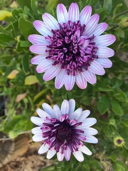 Osteospermum Berry White (African Daisy)..