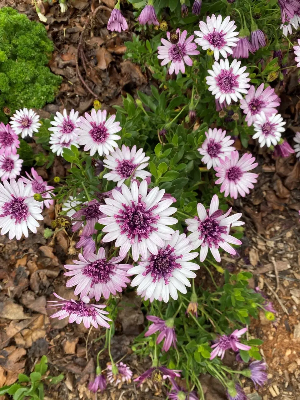 Osteospermum Berry White (African Daisy)..