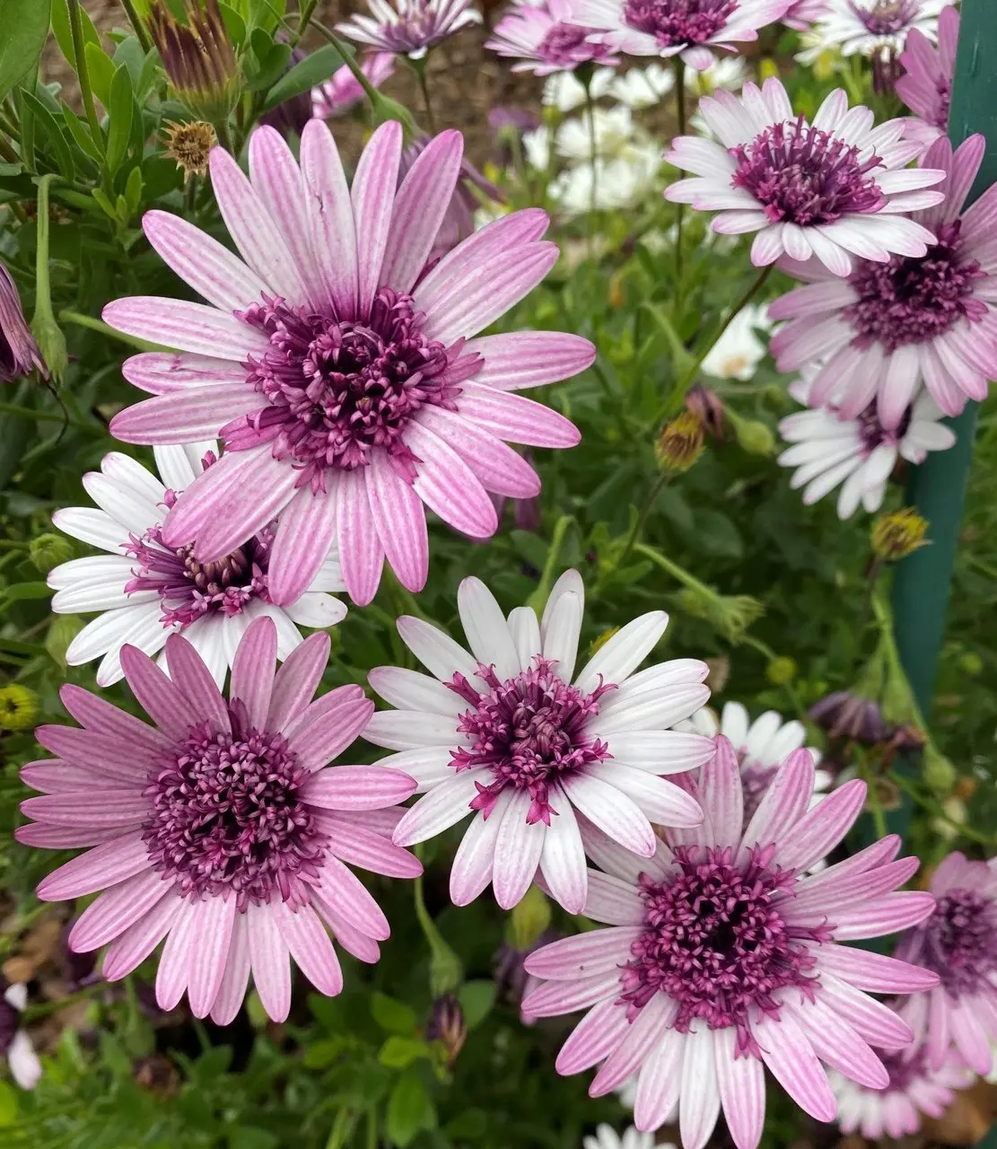 Osteospermum Berry White (African Daisy)..