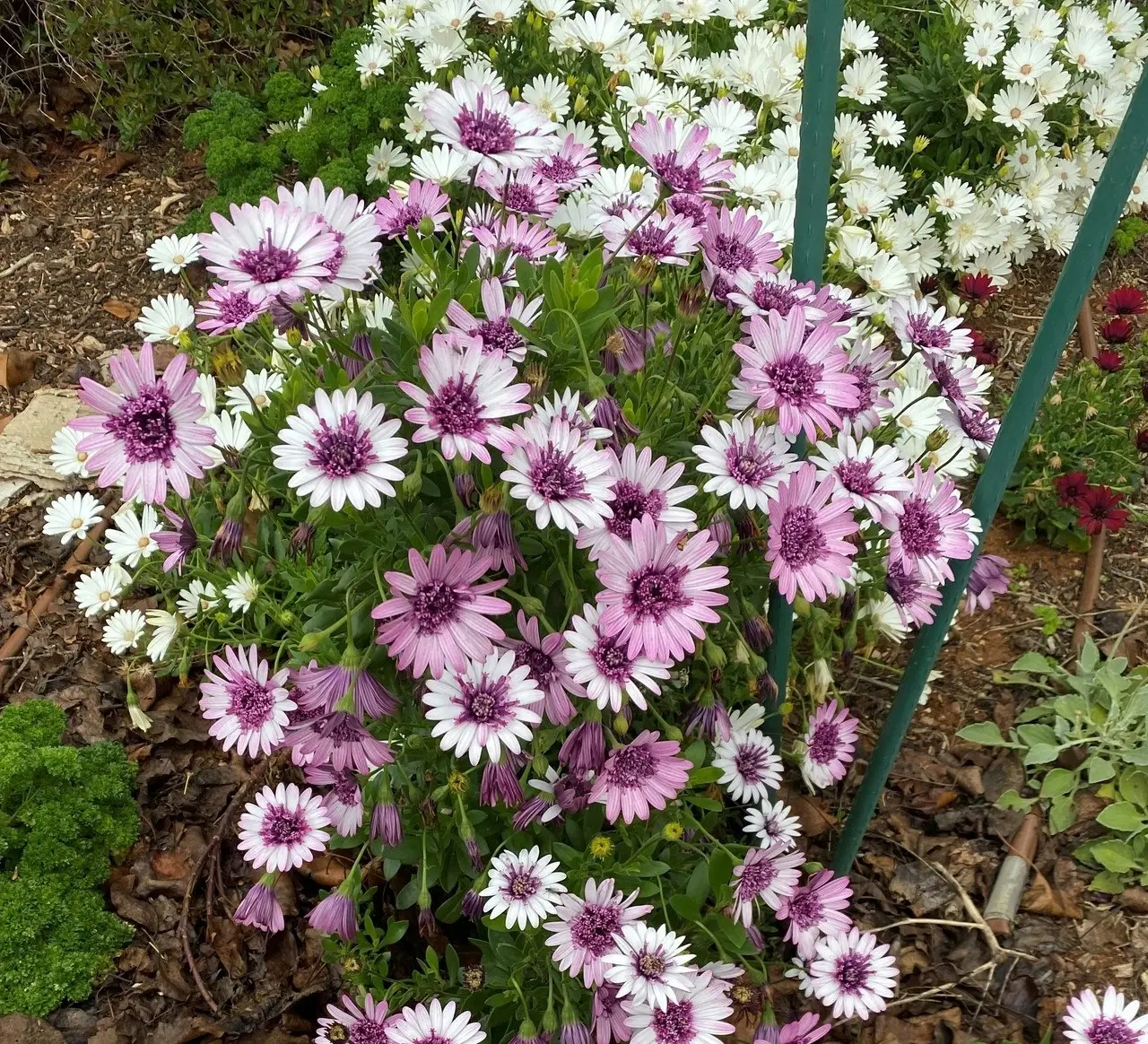 Osteospermum Berry White (African Daisy)..