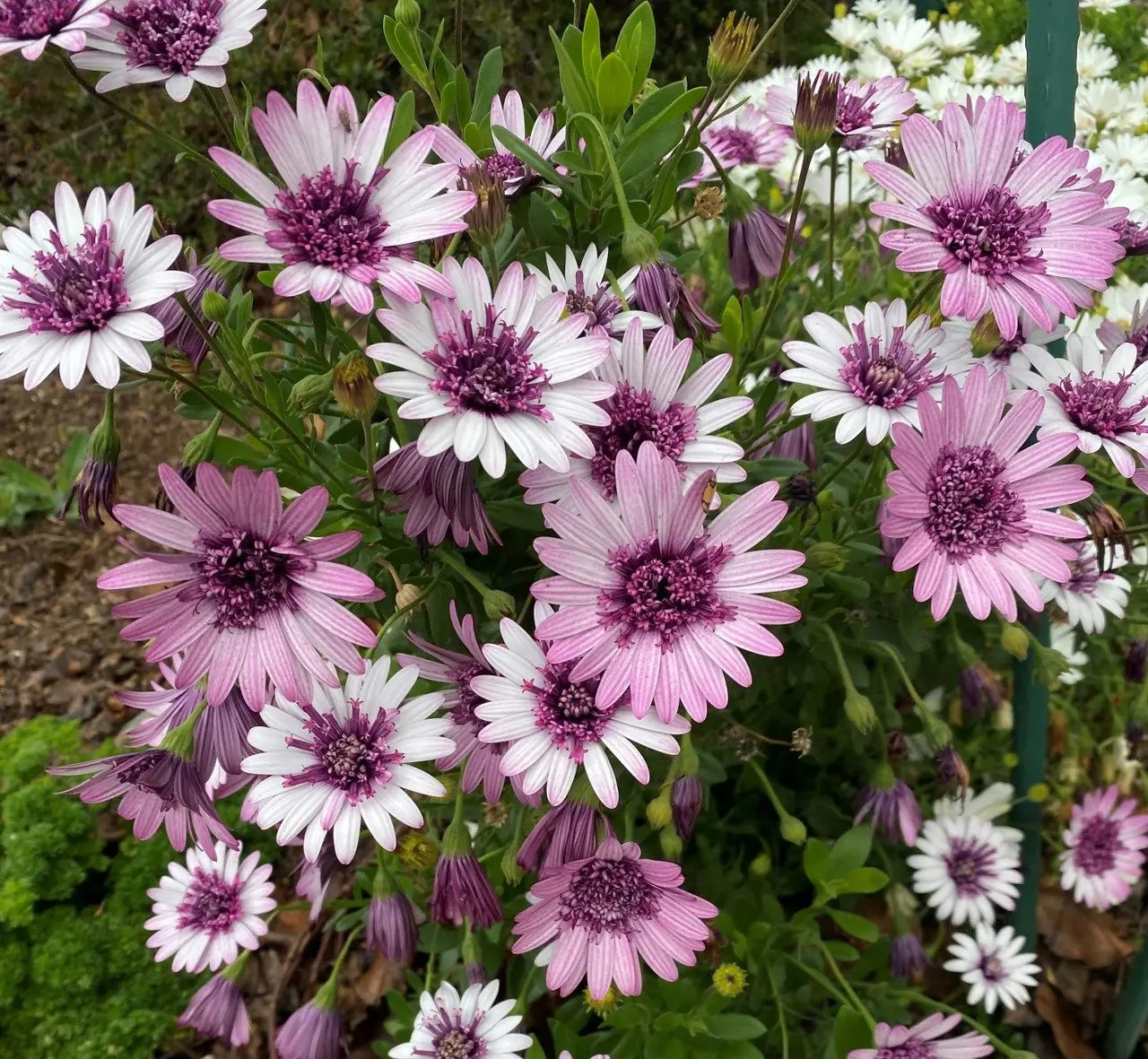 Osteospermum Berry White (African Daisy)..