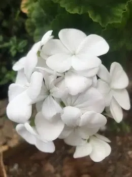 Geranium/Pelargonium Pure White, tube stock or potted