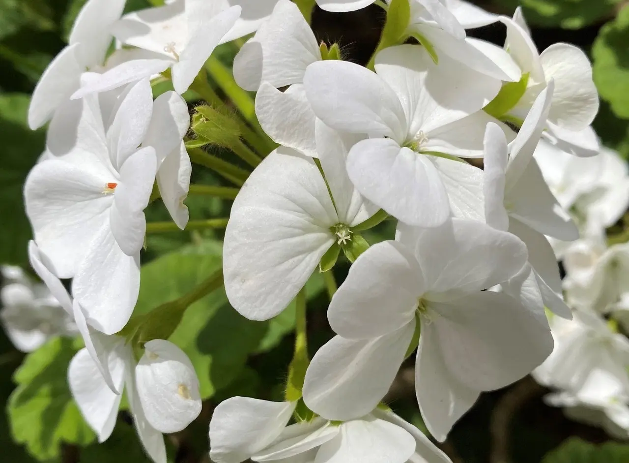 Geranium/Pelargonium Pure White, tube stock or potted