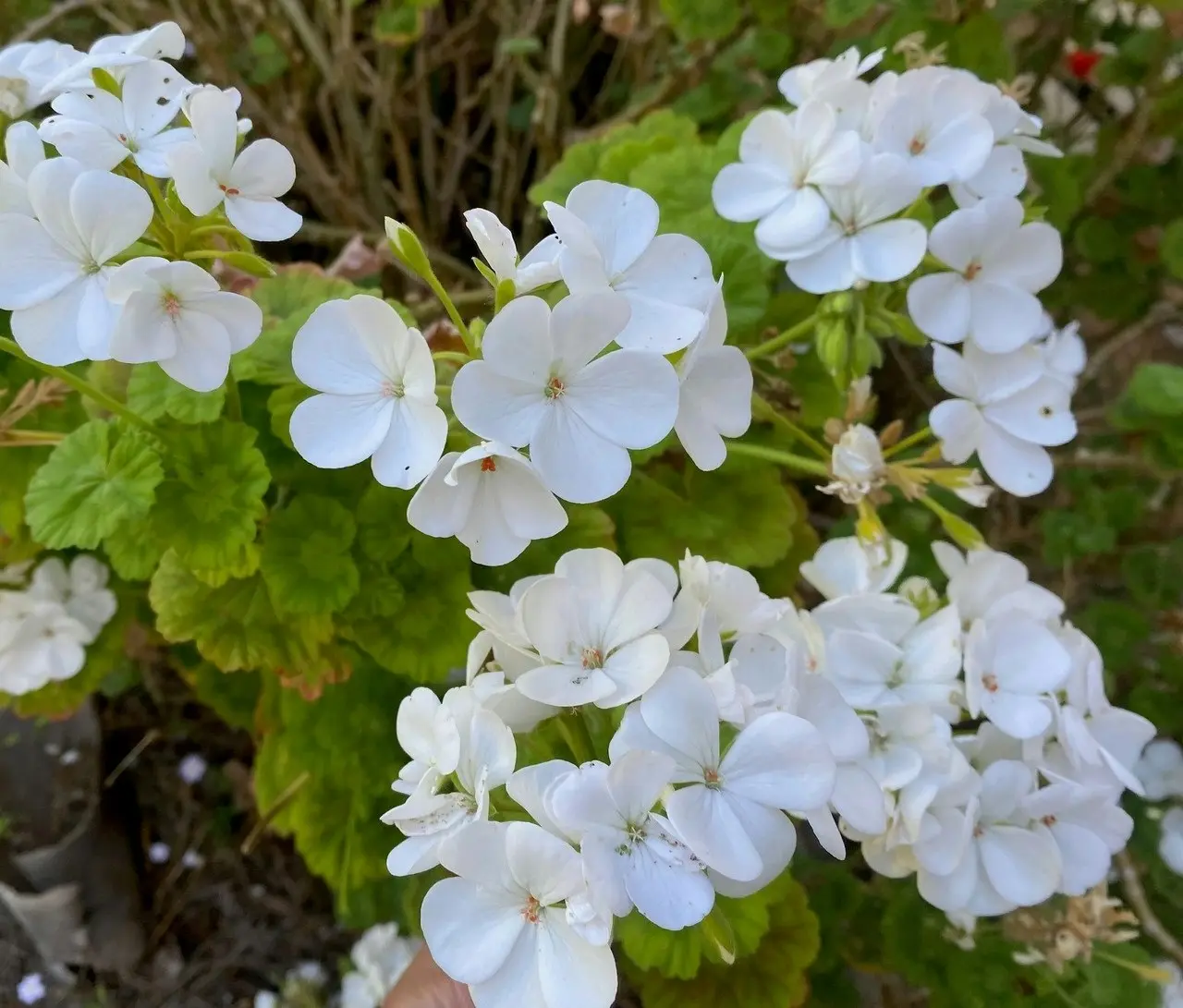 Geranium/Pelargonium Pure White, tube stock or potted