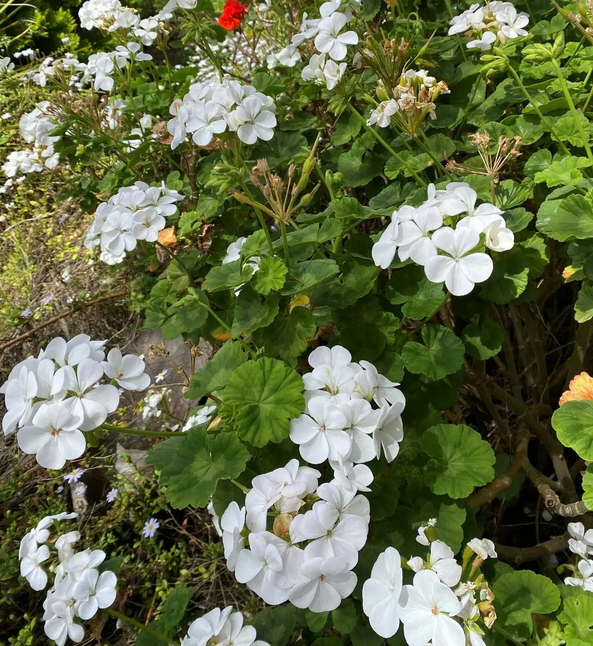 Geranium/Pelargonium Pure White, tube stock or potted