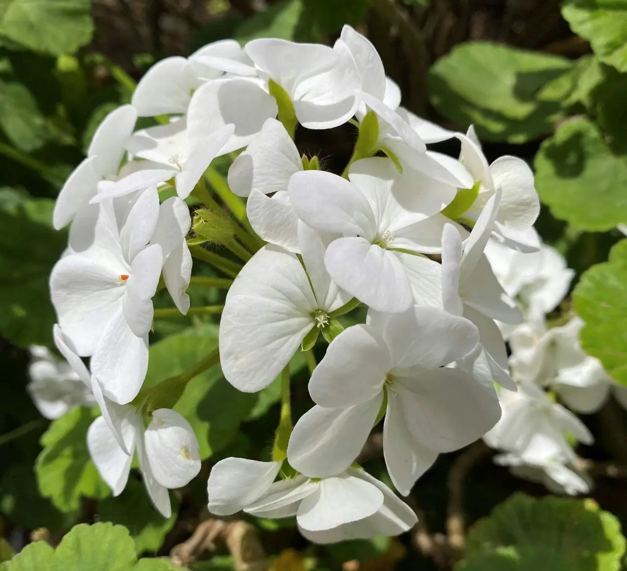 Geranium/Pelargonium Pure White, tube stock or potted