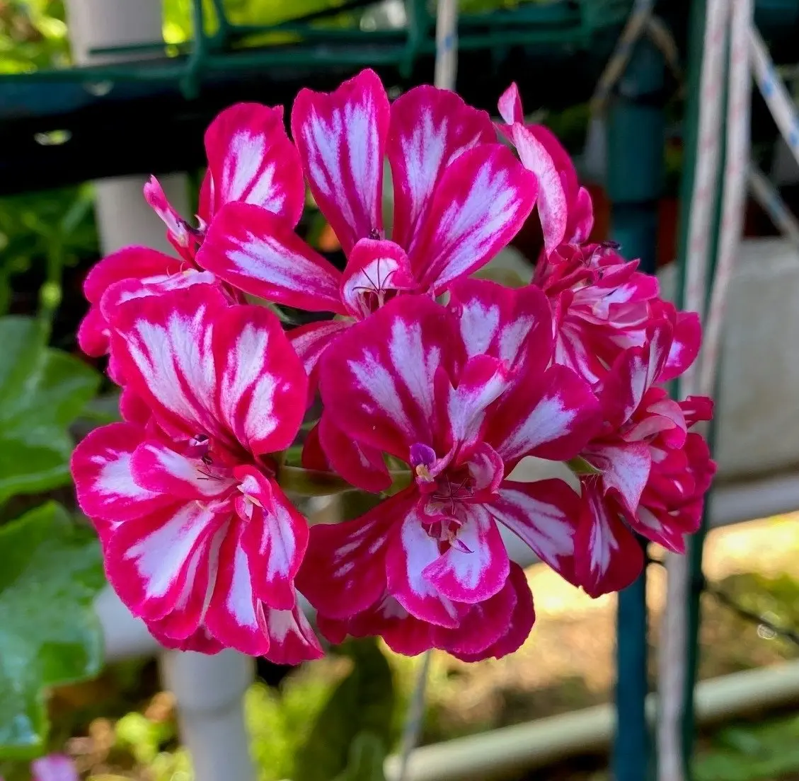 Geranium/Pelargonium 'Stars & Stripes' Cuttings or Potted..