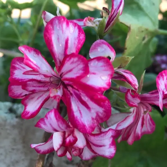 Geranium/Pelargonium 'Stars & Stripes' Cuttings or Potted..