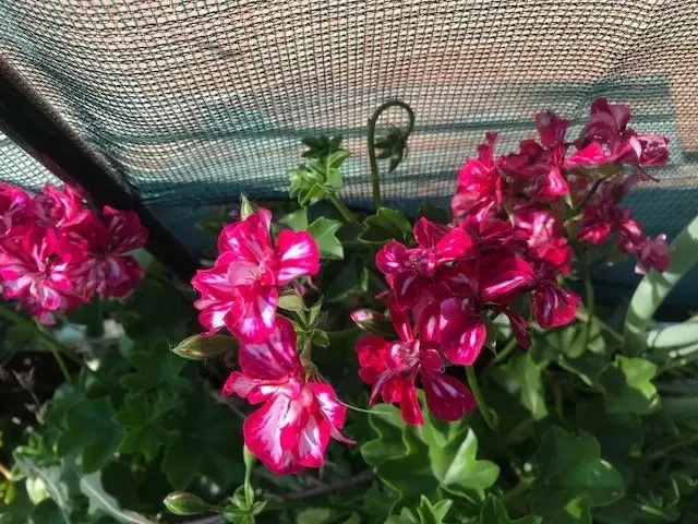 Geranium/Pelargonium 'Stars & Stripes' Cuttings or Potted..