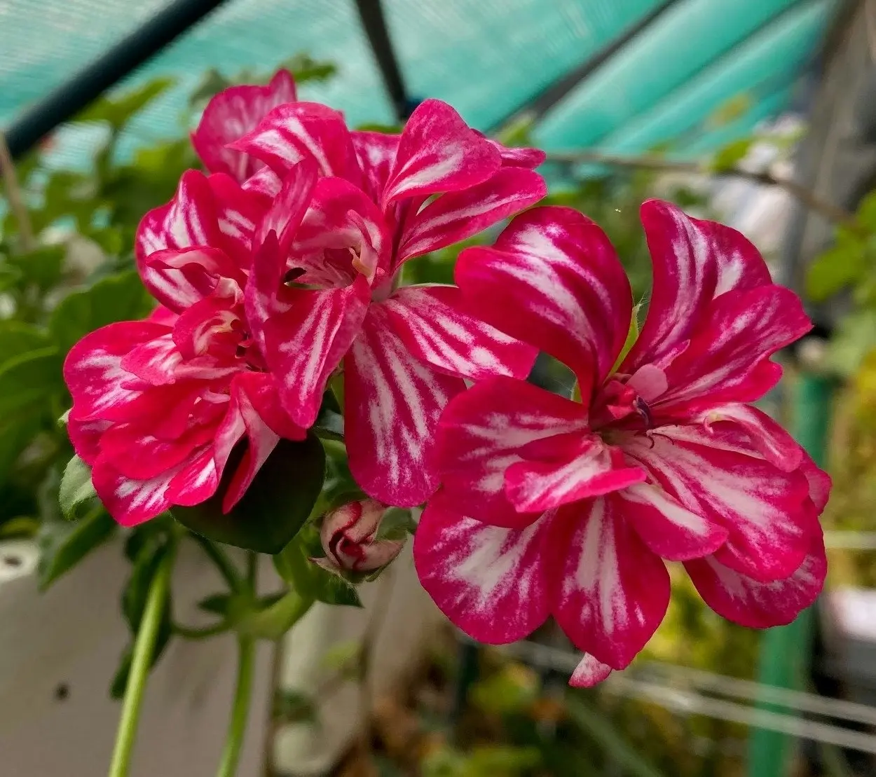 Geranium/Pelargonium 'Stars & Stripes' Cuttings or Potted..