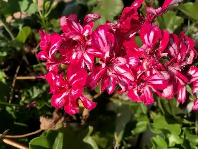 Geranium/Pelargonium 'Stars & Stripes' Cuttings or Potted..