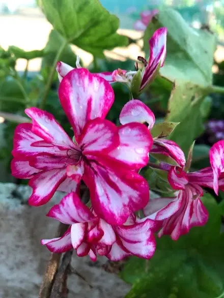 Geranium/Pelargonium 'Stars & Stripes' Cuttings or Potted..