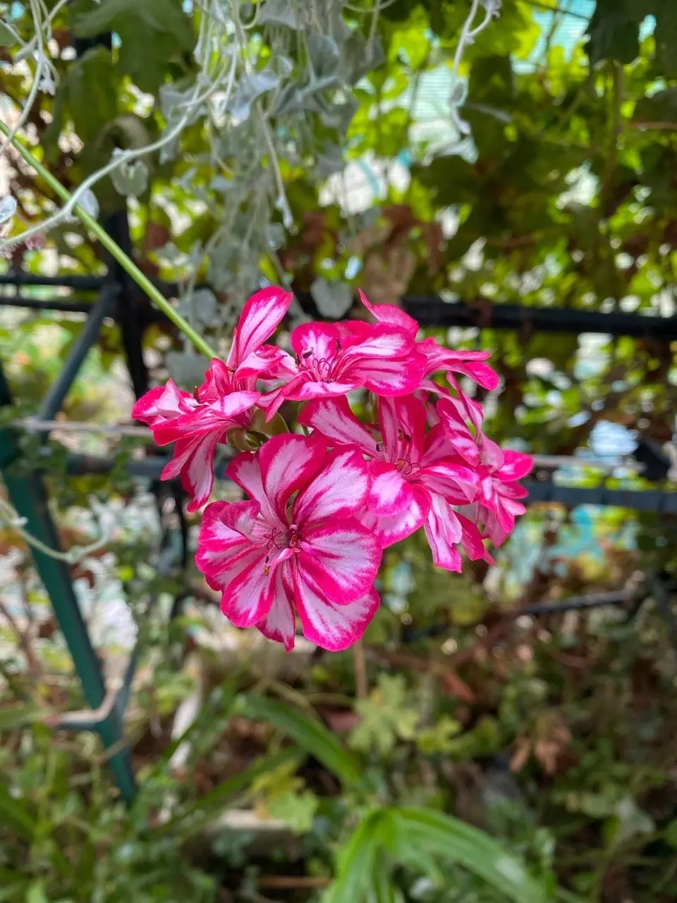 Geranium/Pelargonium 'Stars & Stripes' Cuttings or Potted..