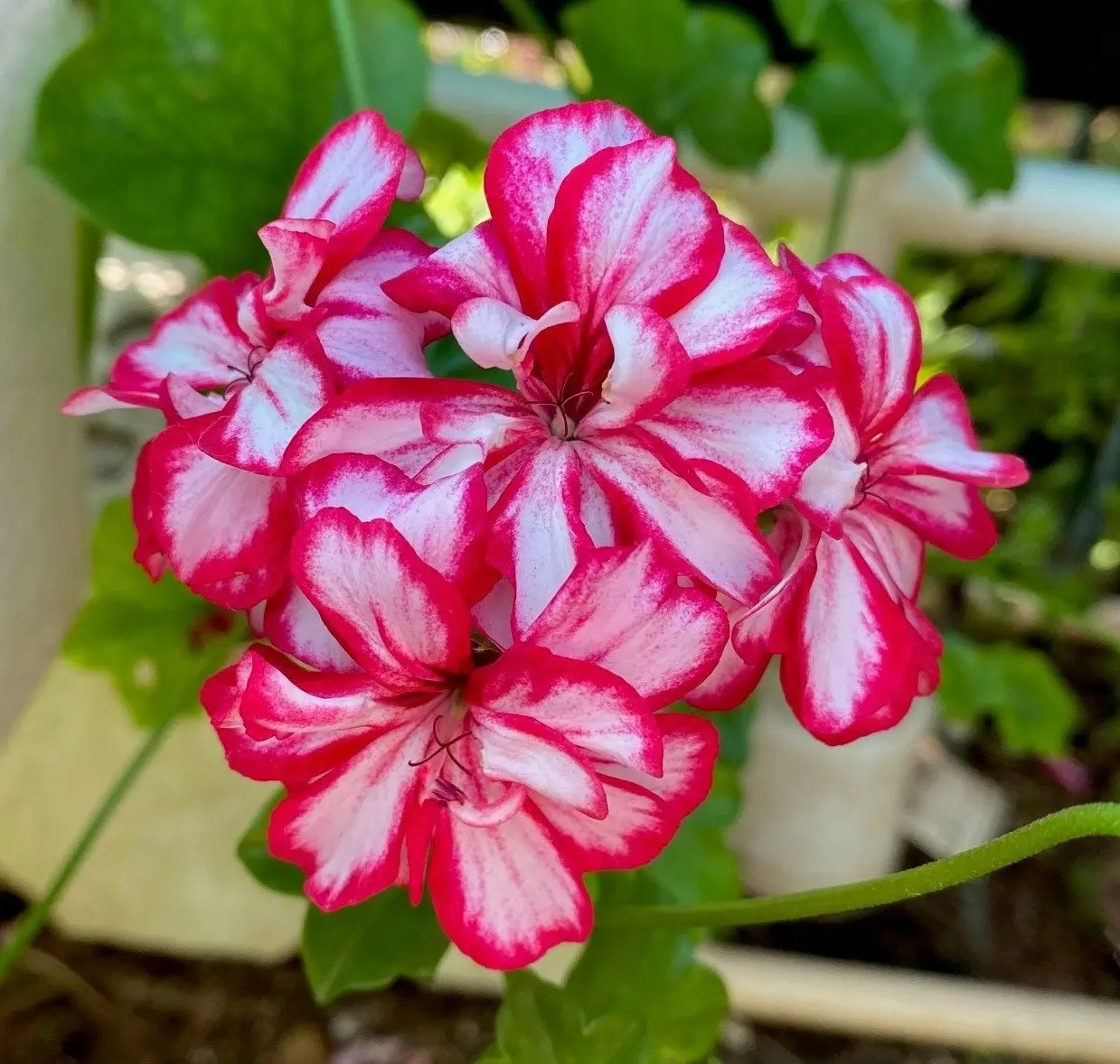 Geranium/Pelargonium 'Stars & Stripes' Cuttings or Potted..