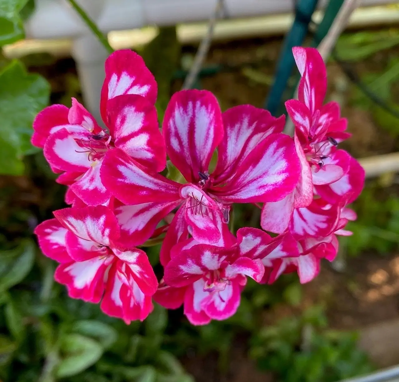 Geranium/Pelargonium 'Stars & Stripes' Cuttings or Potted..